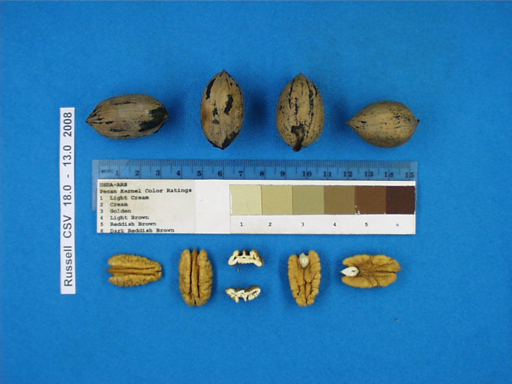 Click for 2 image(s) for this accession. Image